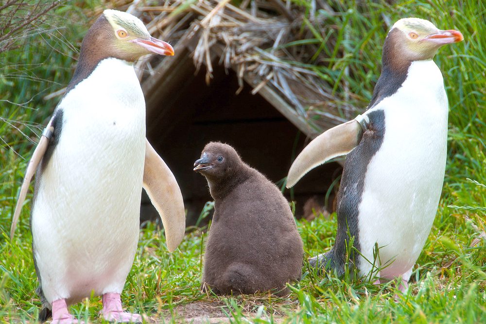 A pair of yellow-eyed penguins with a chick beside a nest box on the Otago Peninsula