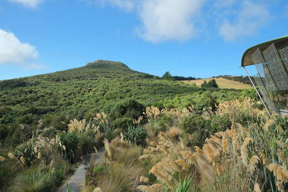 Native bush covering the hills of Orokonui Ecosanctuary near Dunedin